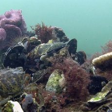 Mosselbanken en oesterriffen hersteld in Noordzee