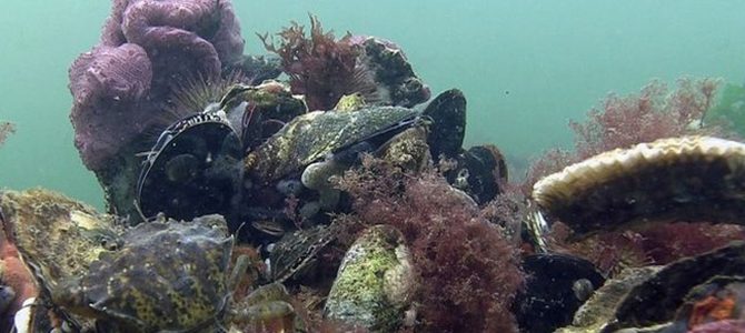 Mosselbanken en oesterriffen hersteld in Noordzee