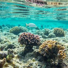 NMV-najaarsbijeenkomst over schelpen en slakken van het Caribisch gebied