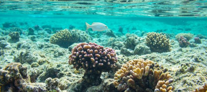 NMV-najaarsbijeenkomst over schelpen en slakken van het Caribisch gebied