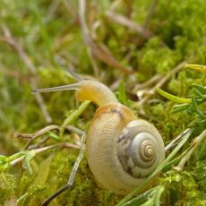 Kleine kartuizerslak doet het goed in de Gelderse poort