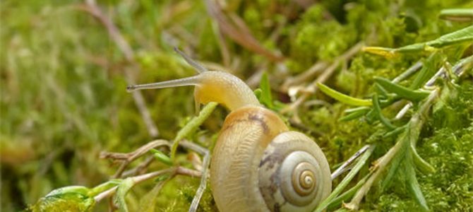 Kleine kartuizerslak doet het goed in de Gelderse poort