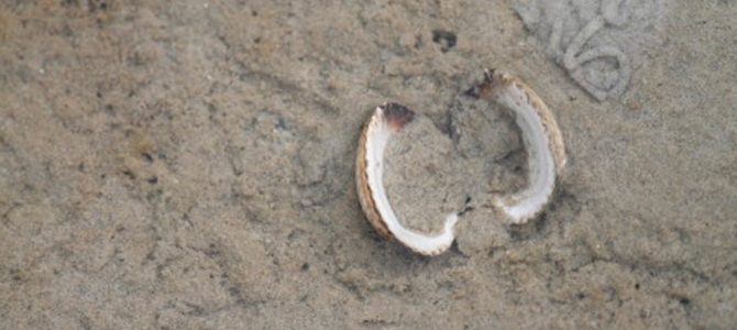 Binnendijkse kokkelkweek op Texel