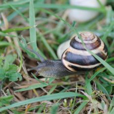 Help het klimaatonderzoek met de SnailSnap-app