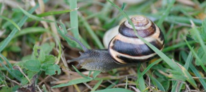 Help het klimaatonderzoek met de SnailSnap-app