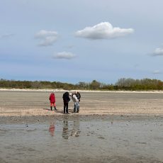 Nieuwe Nederlandstalige strandvondstengids