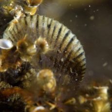 Nieuw in Nederland: een getraliede mossel