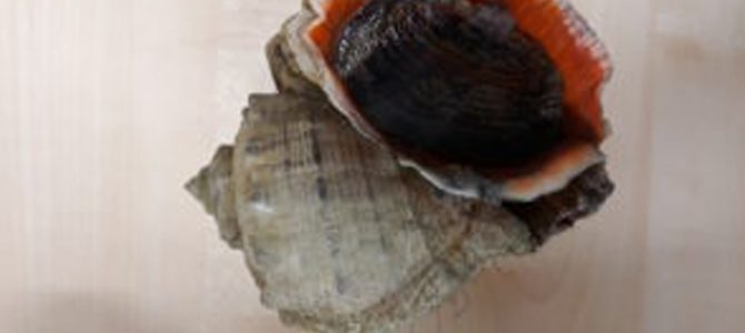 Molluskenfauna van Nederland steeds exotischer